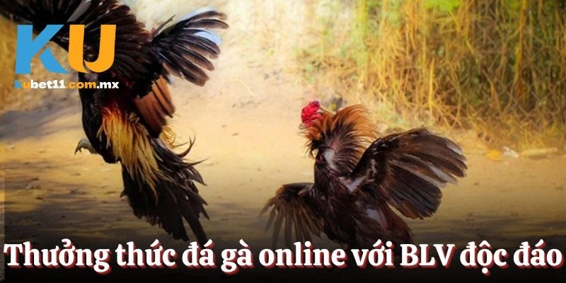 Thưởng thức đá gà online với BLV độc đáo