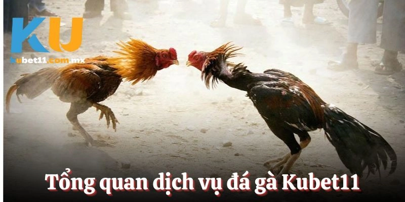 Dịch vụ cá cược đỉnh cao tại nhà cái