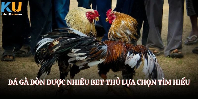 Đá gà đòn được nhiều bet thủ lựa chọn tìm hiểu