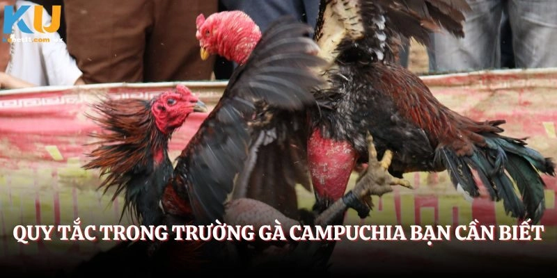 Quy tắc trong trường gà Campuchia bạn cần biết