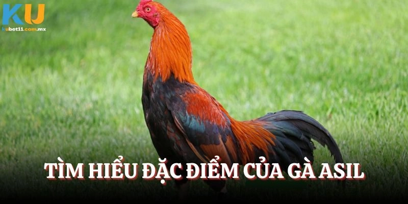 Tìm hiểu đặc điểm của gà Asil