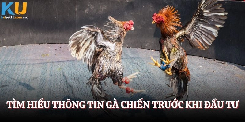 Tìm hiểu thông tin gà chiến trước khi đầu tư