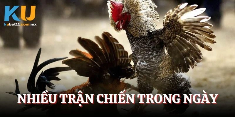Nhiều trận chiến đá gà thomo trực tiếp