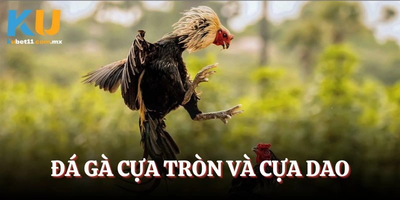 Đá gà cựa tròn và cựa dao