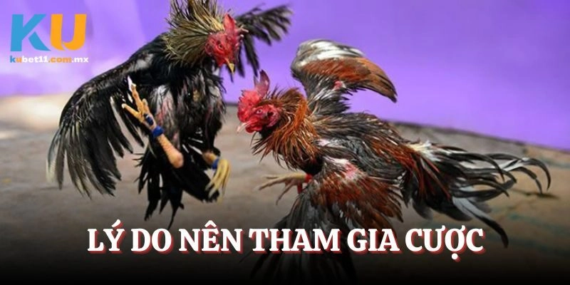 Lý do nên tham gia cược