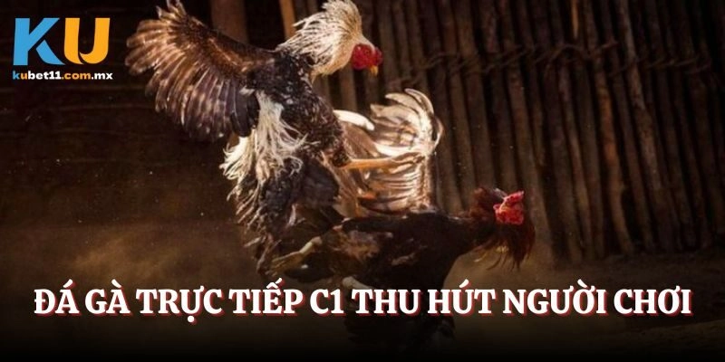 Đá gà trực tiếp C1 thu hút người chơi
