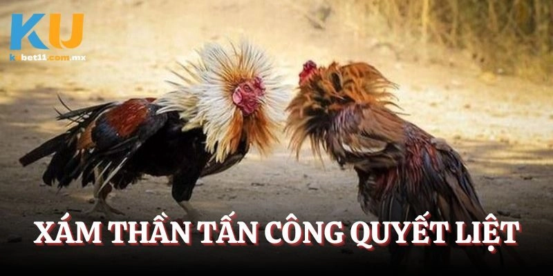 Xám Thần khi ra sân luôn tấn công một cách rất quyết liệt