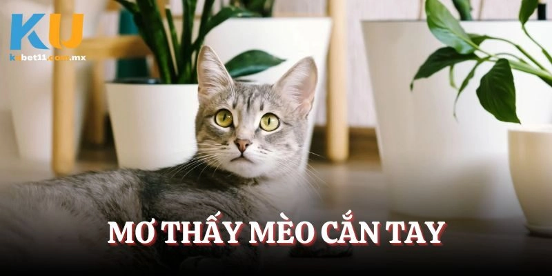 Mộng mèo cắn tay mình