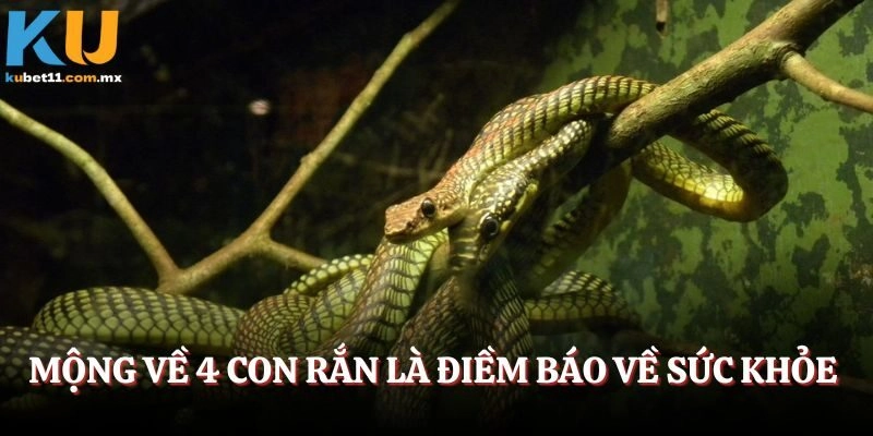 Mộng về 4 con rắn là điềm báo về sức khỏe