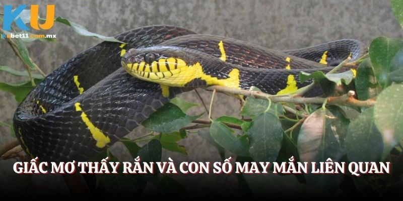 Giấc mơ thấy rắn và con số may mắn liên quan