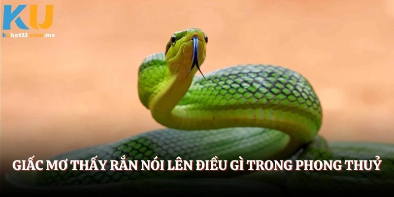 Giấc mơ thấy rắn nói lên điều gì trong phong thuỷ