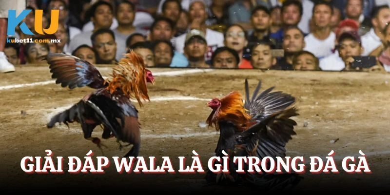 Giải đáp Wala là gì trong đá gà