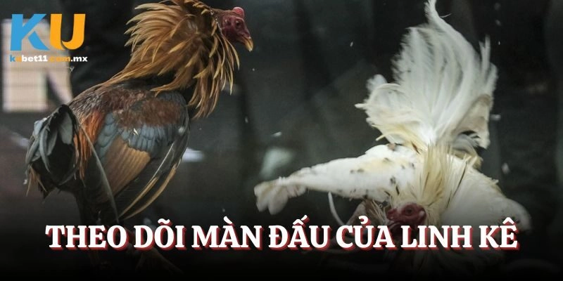 Theo dõi màn đấu của linh kê